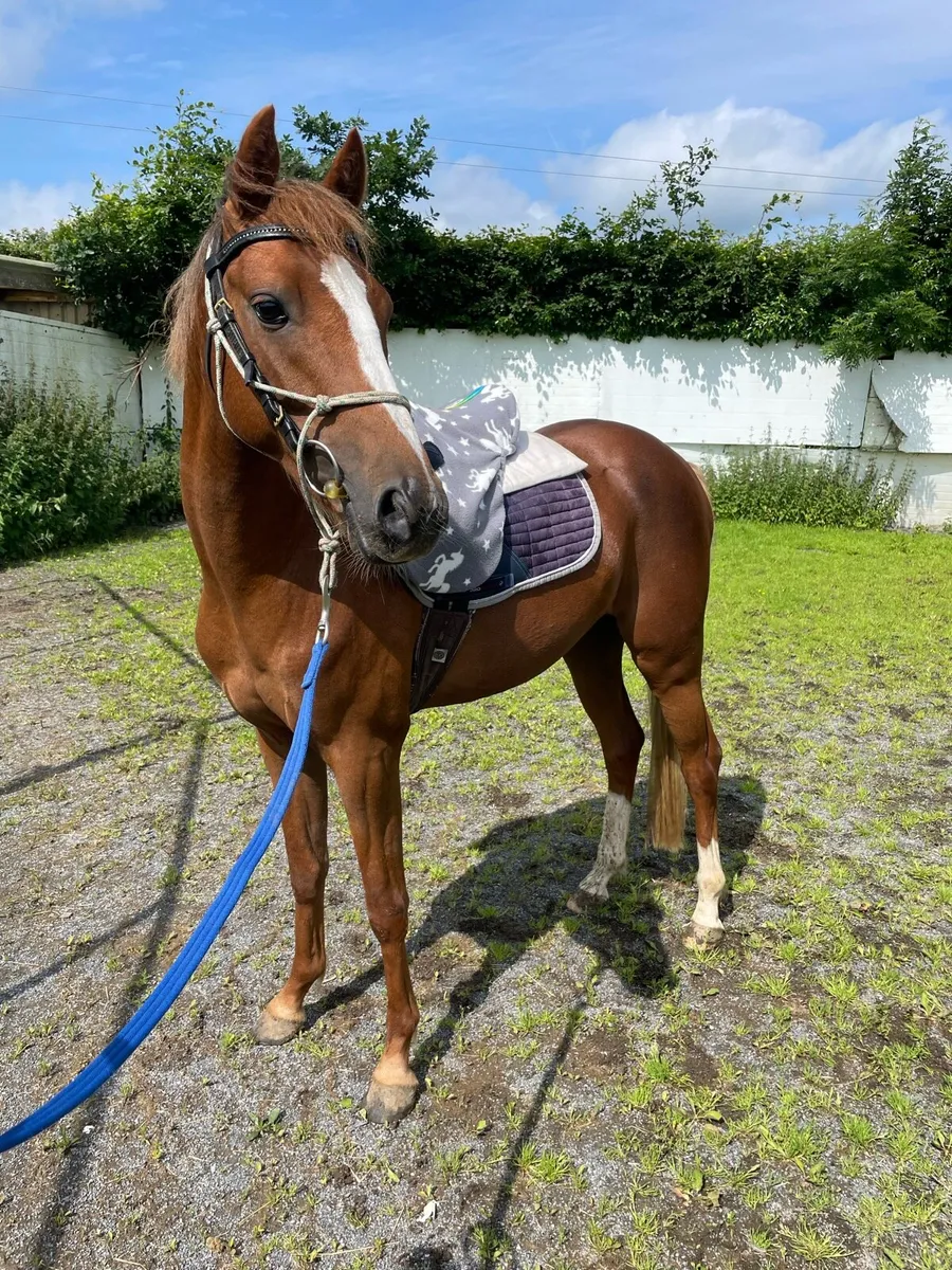 Irish Sport Pony, 3yr old - Image 1