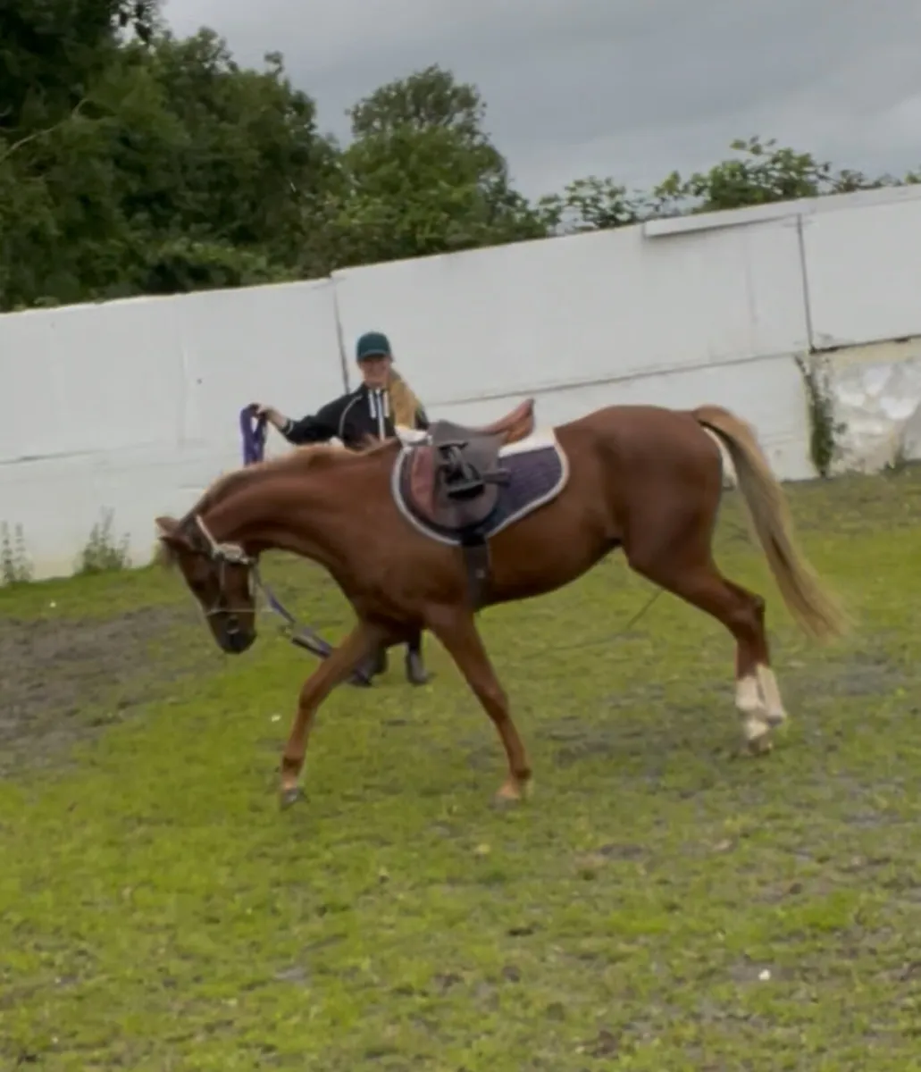 Irish Sport Pony, 3yr old - Image 2