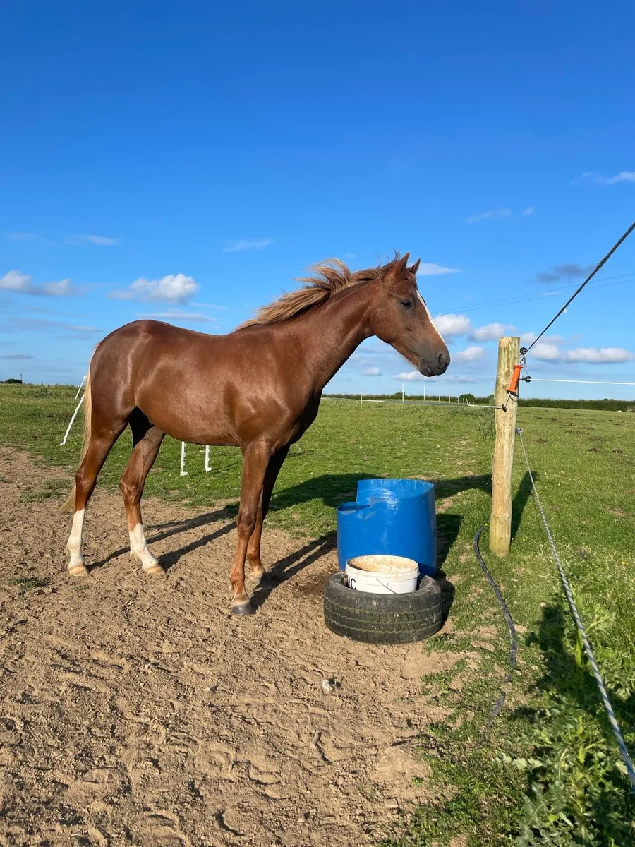 Irish Sport Pony, 3yr old - Image 3