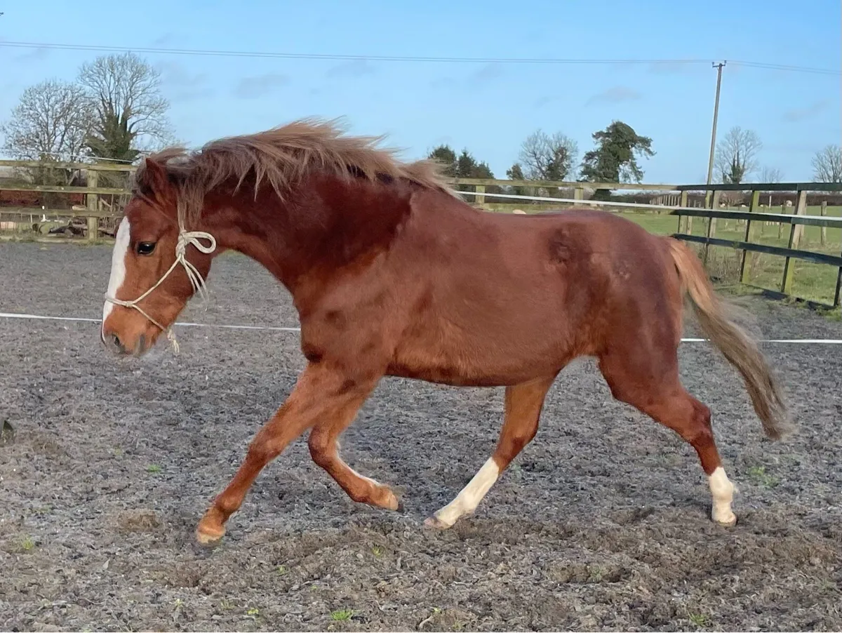 Irish Sport Pony, 3yr old - Image 4