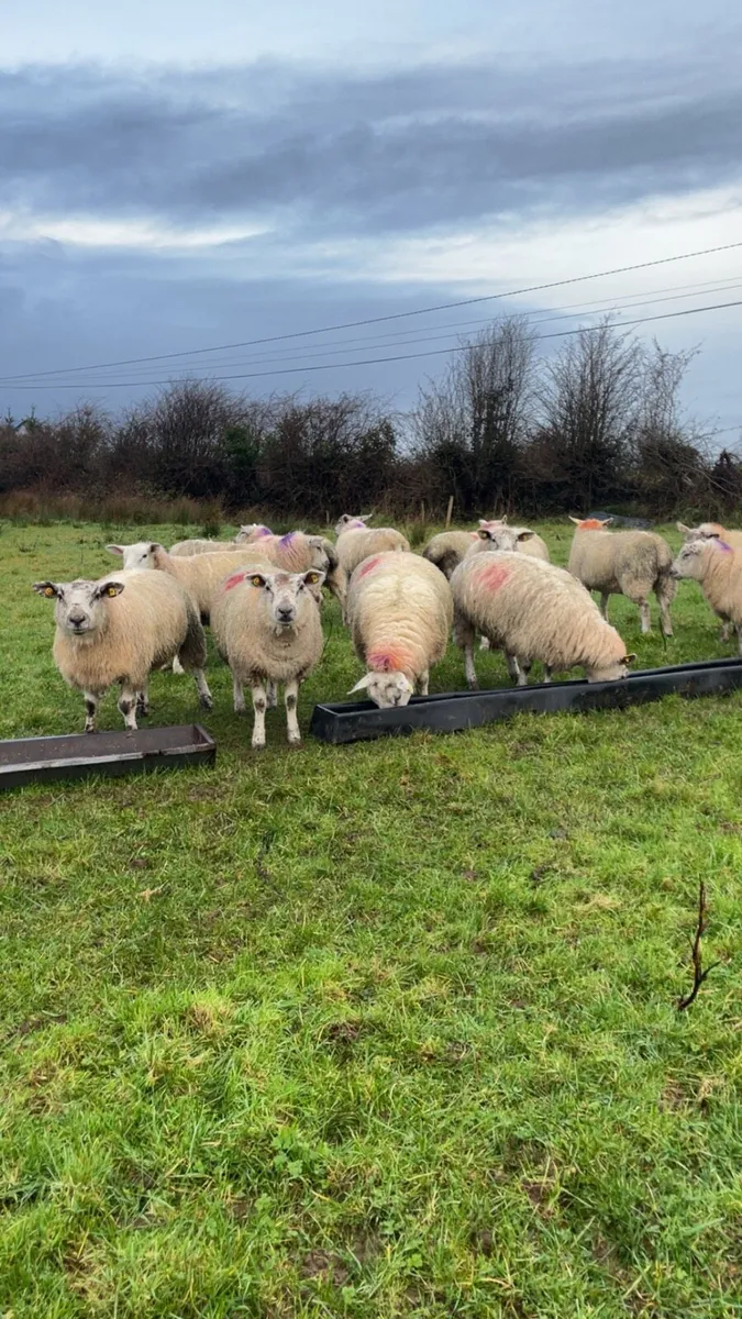 Texel ewe lambs - Image 3