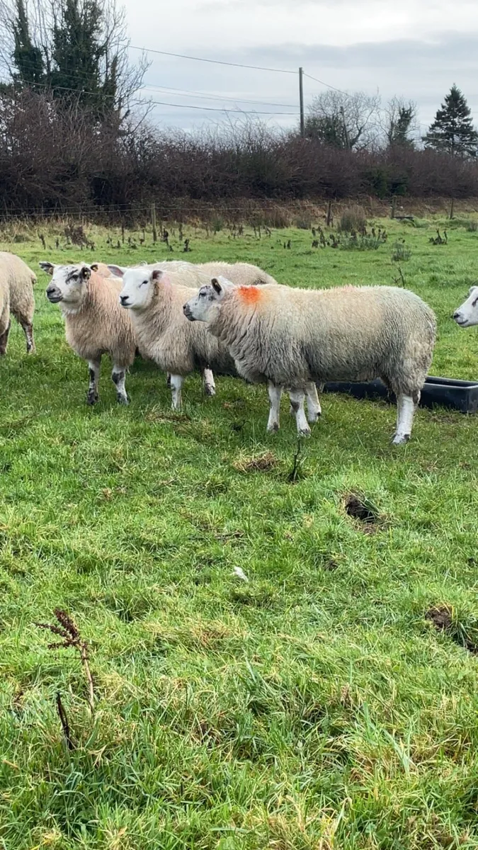 Texel ewe lambs - Image 4