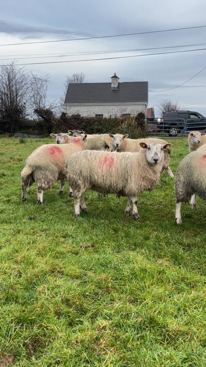 Texel ewe lambs - Image 2