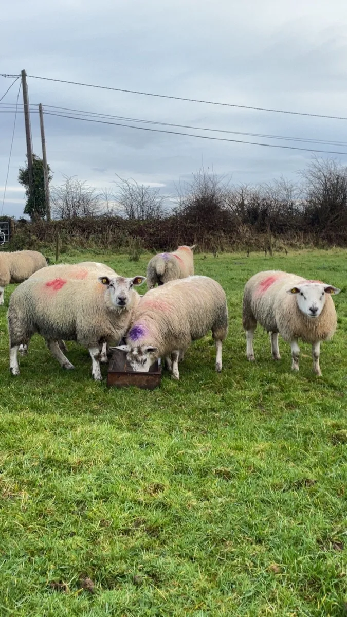 Texel ewe lambs - Image 1