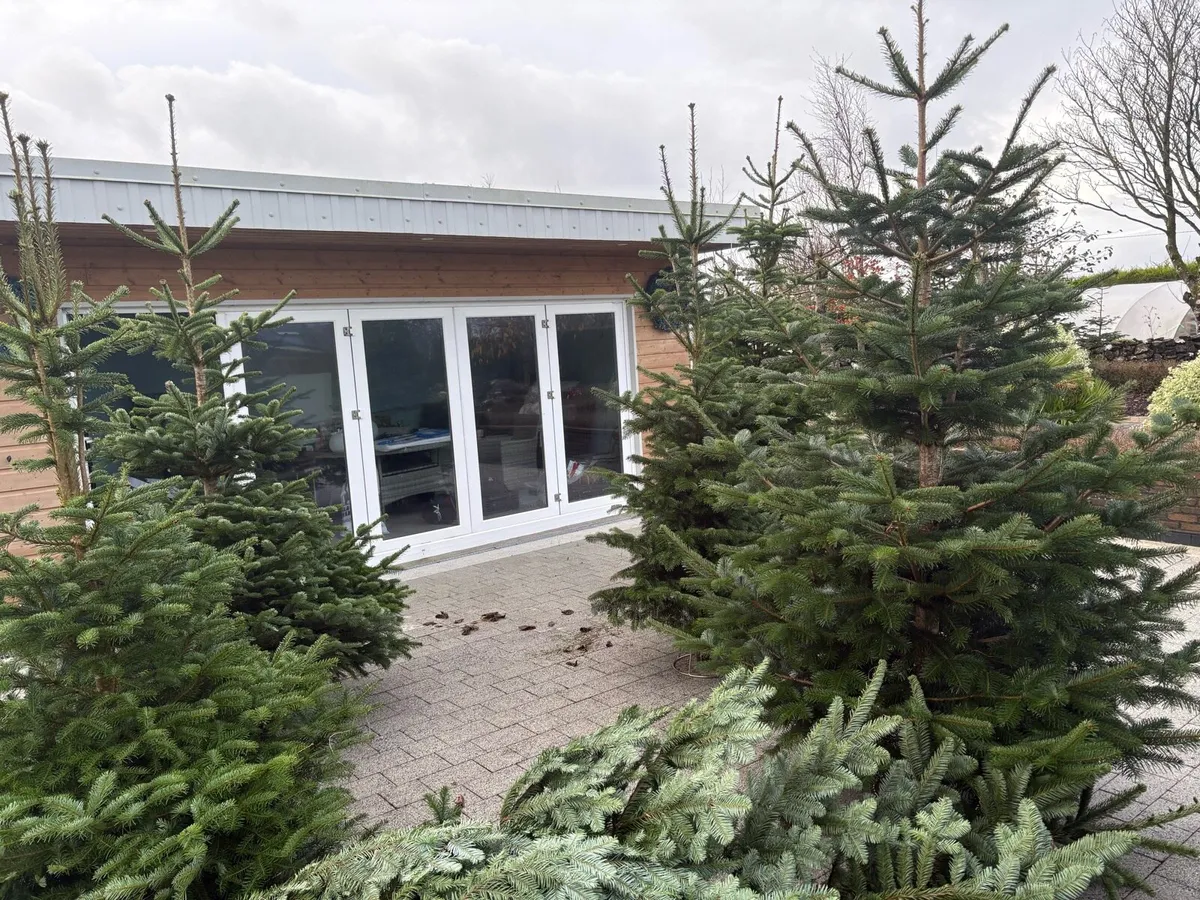 Real Christmas trees - Image 1