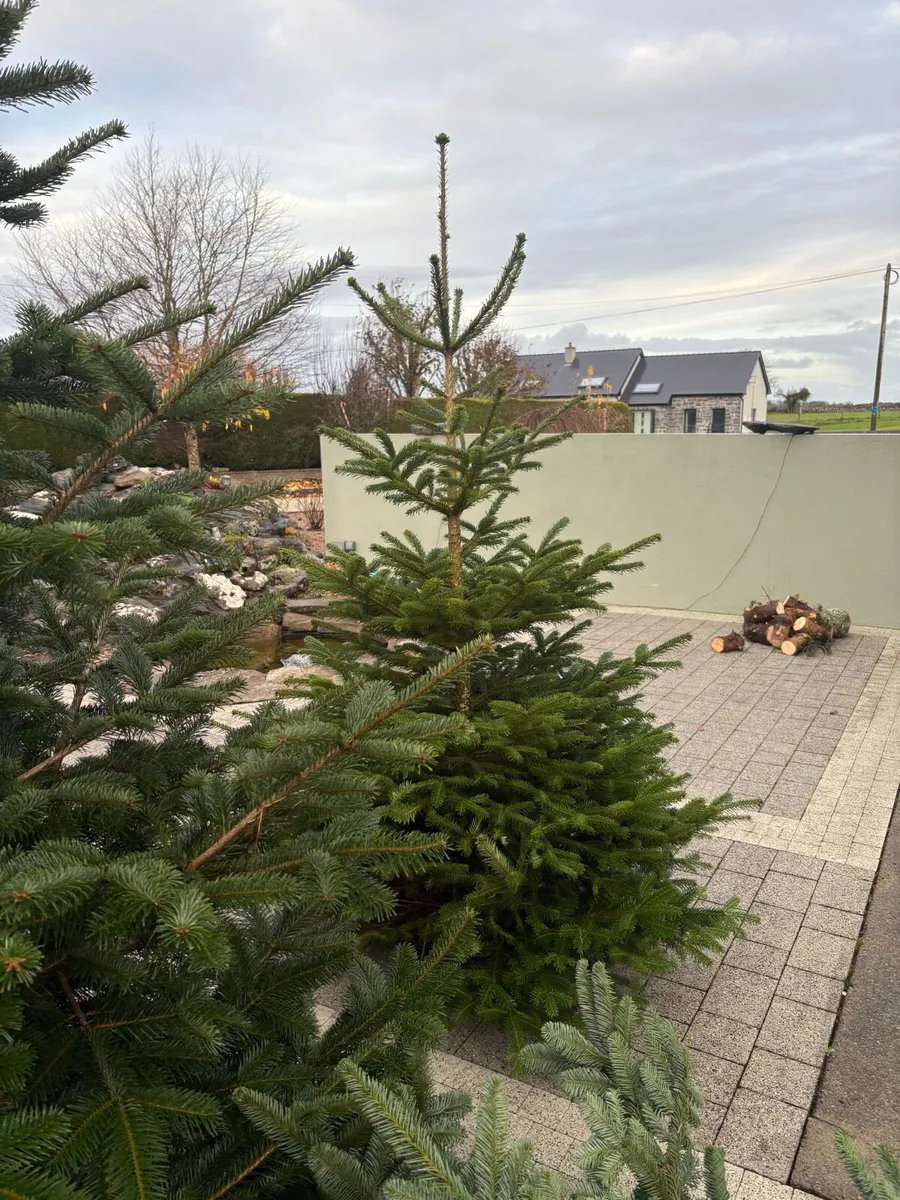 Real Christmas trees - Image 2