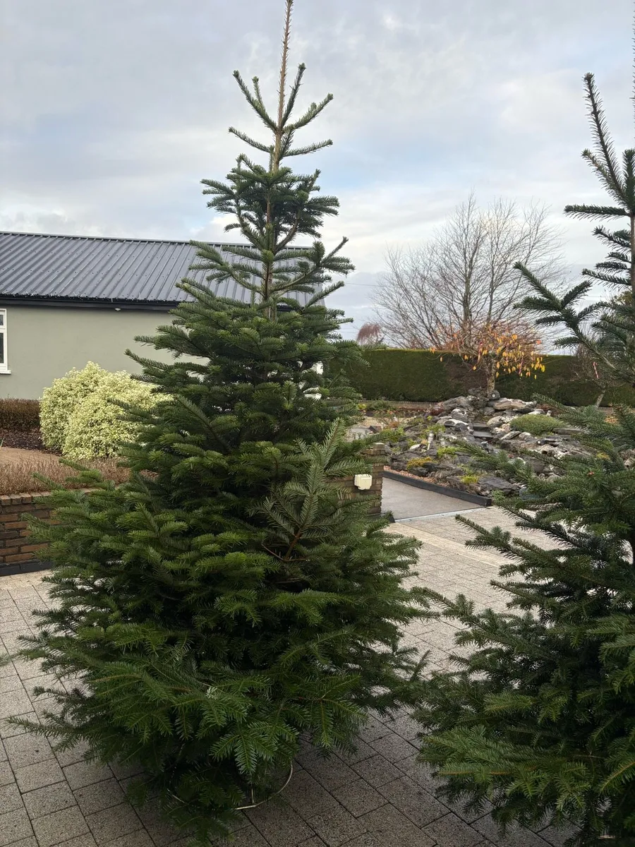 Real Christmas trees - Image 3