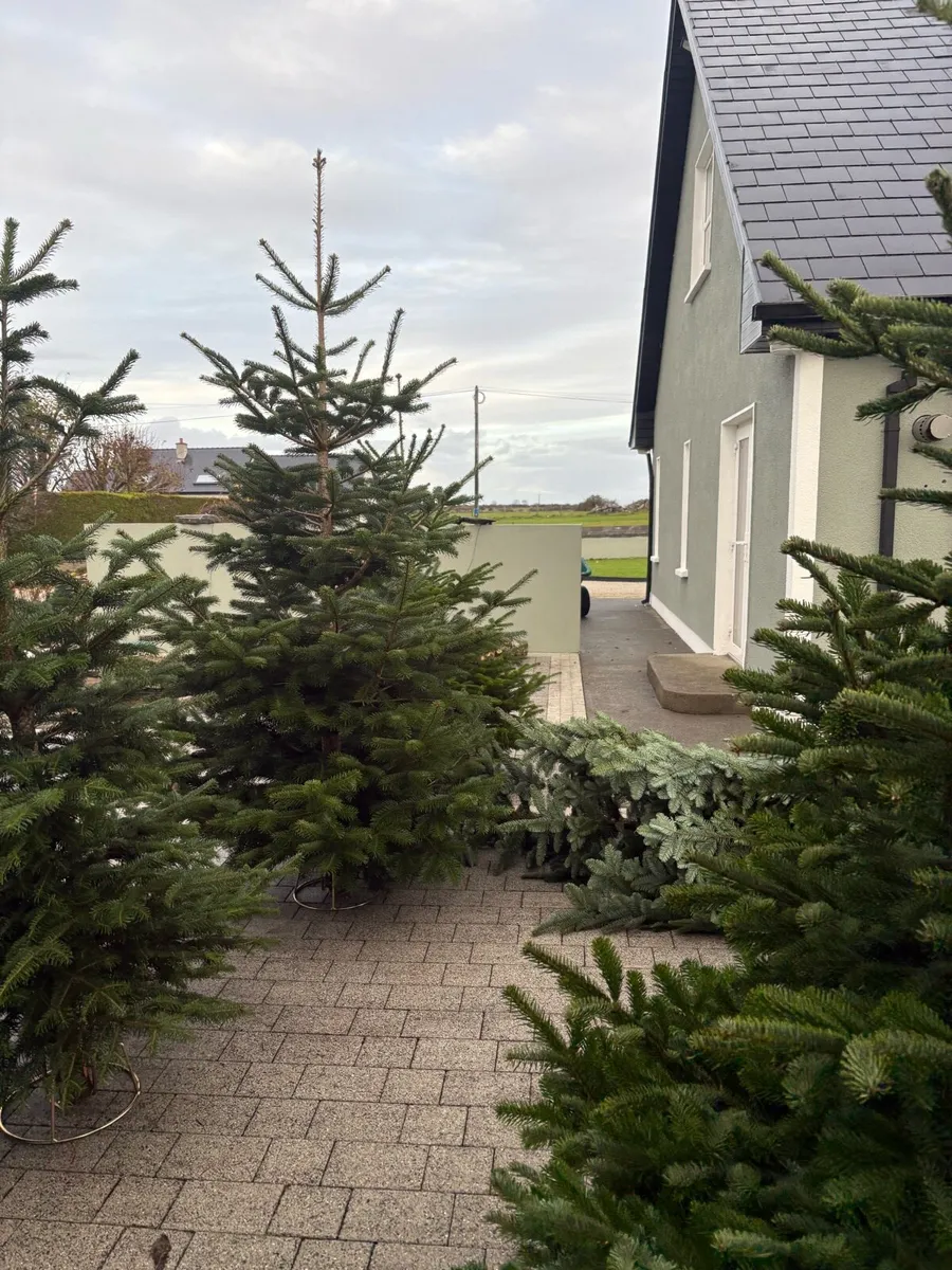 Real Christmas trees - Image 4