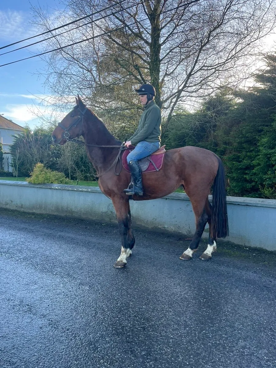 17.1 4 year old ISH Gelding - Image 1
