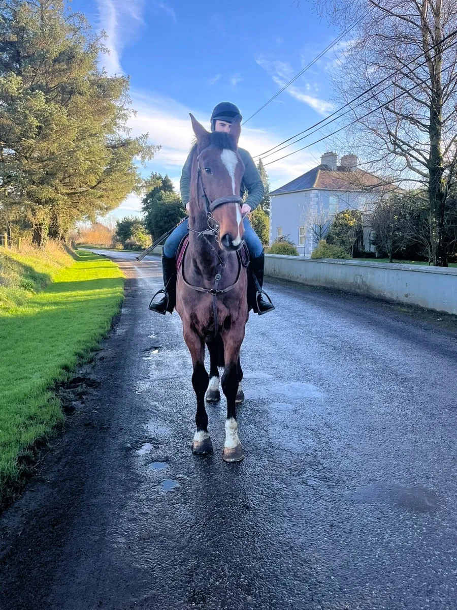 17.1 4 year old ISH Gelding - Image 2