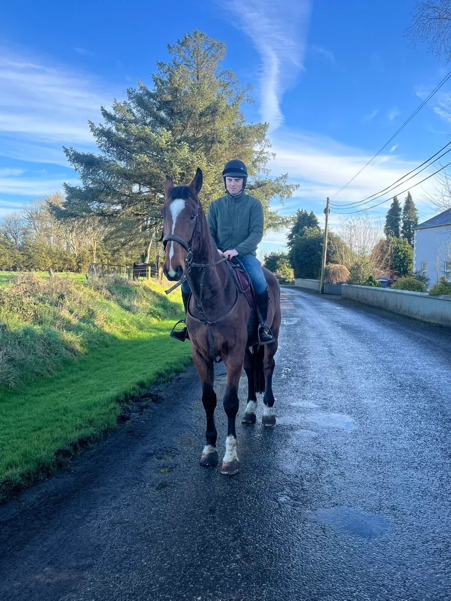 17.1 4 year old ISH Gelding - Image 3