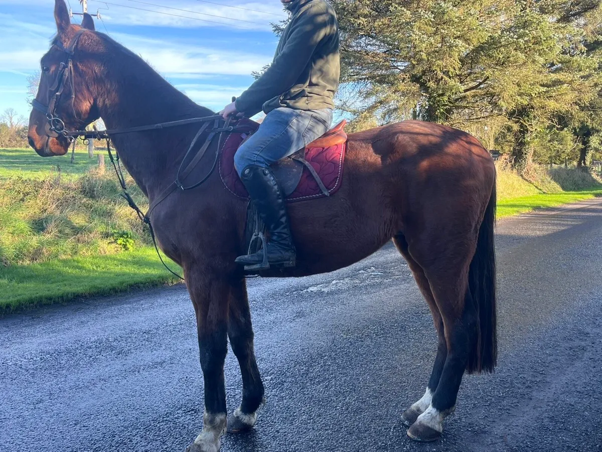 17.1 4 year old ISH Gelding - Image 4