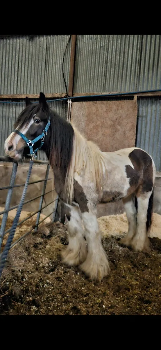 Selection of Cobs. - Image 1