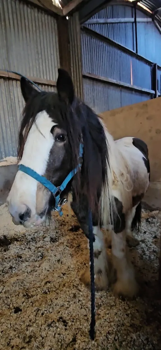 Selection of Cobs. - Image 2