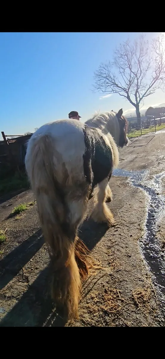 Selection of Cobs. - Image 3