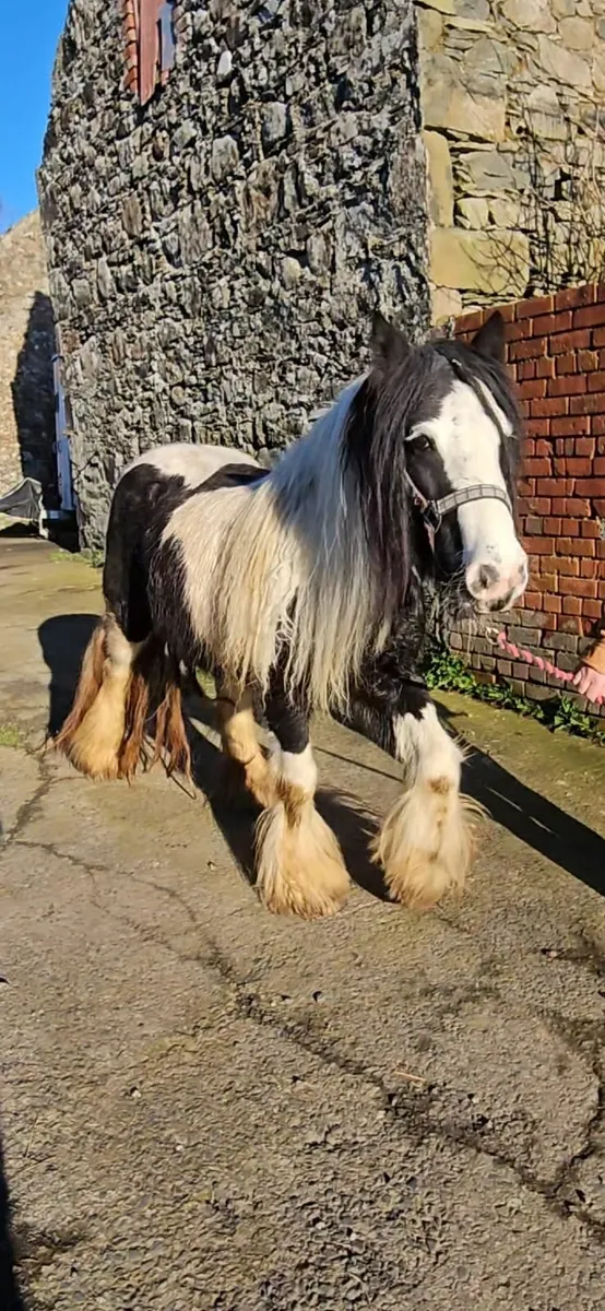 Selection of Cobs. - Image 4