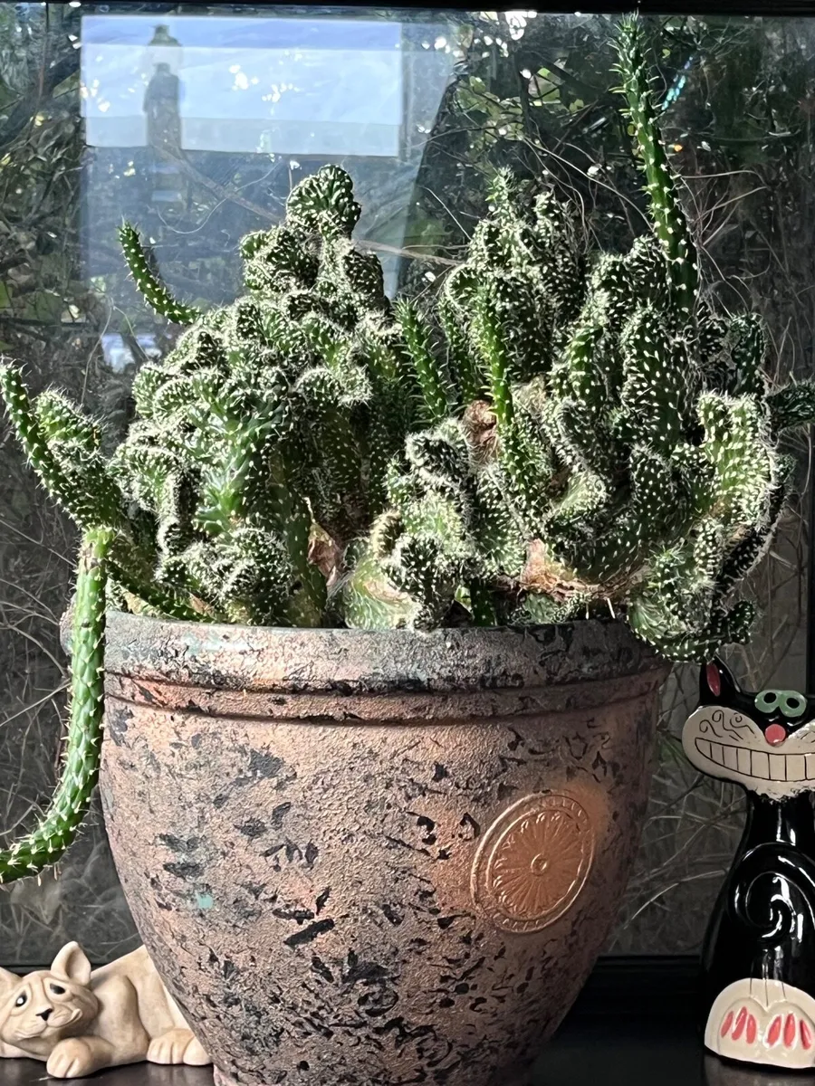 Cactus - Image 2