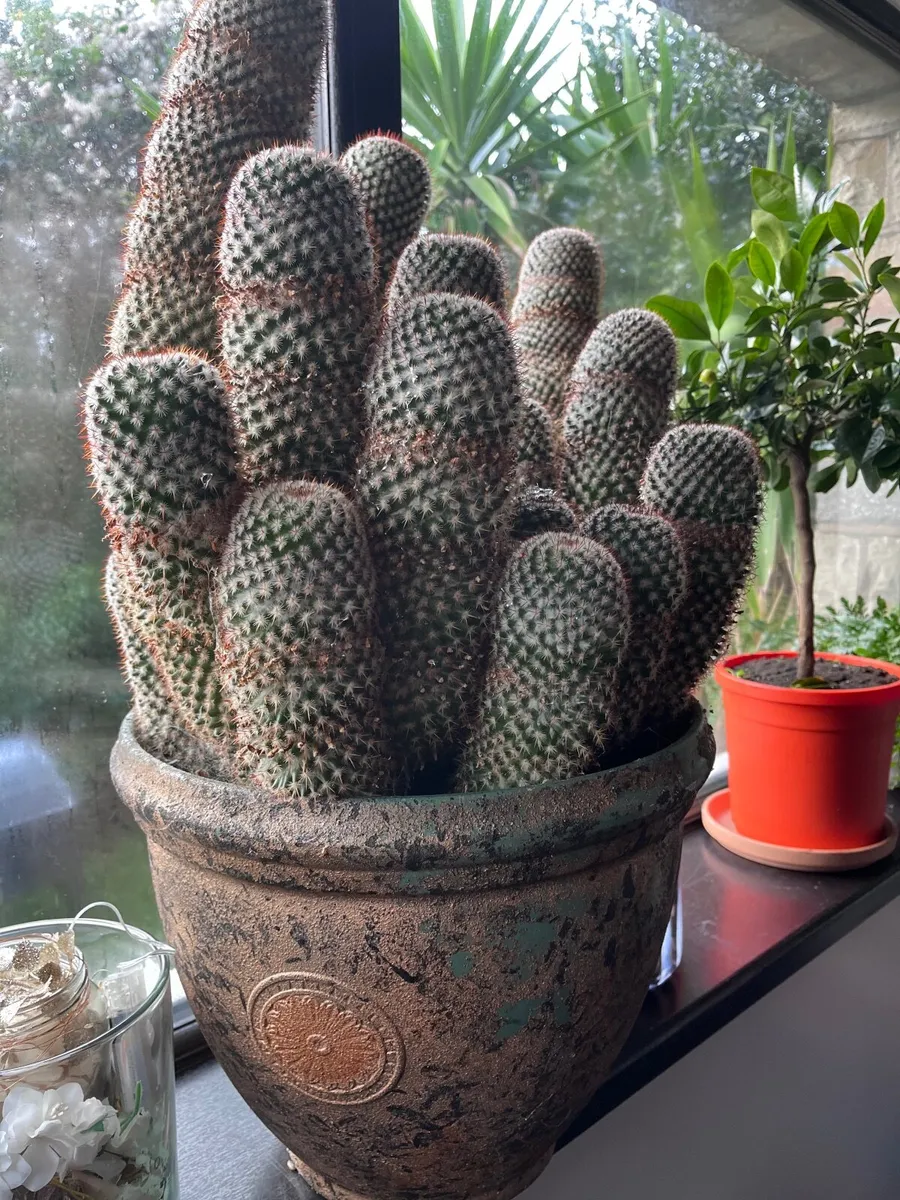 Cactus - Image 4