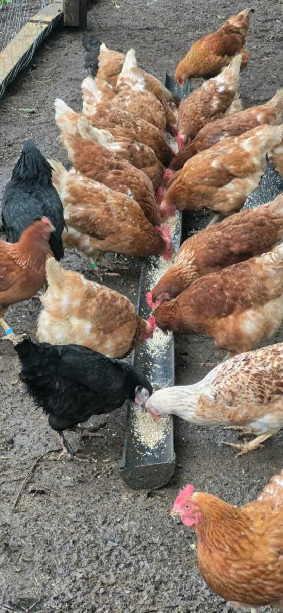 Laying hens - Image 1