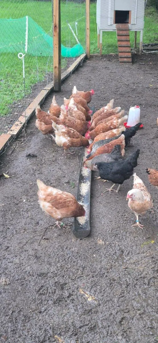 Laying hens - Image 2