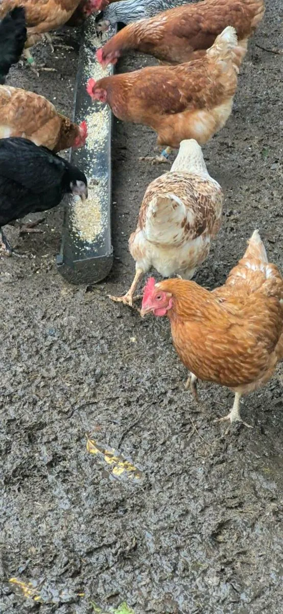 Laying hens - Image 3
