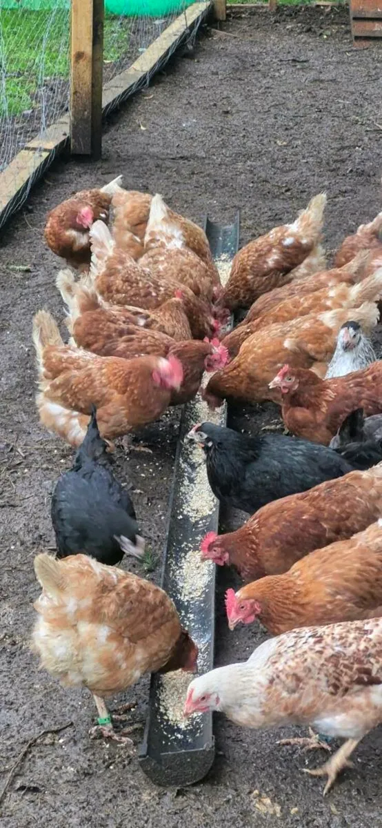 Laying hens - Image 4