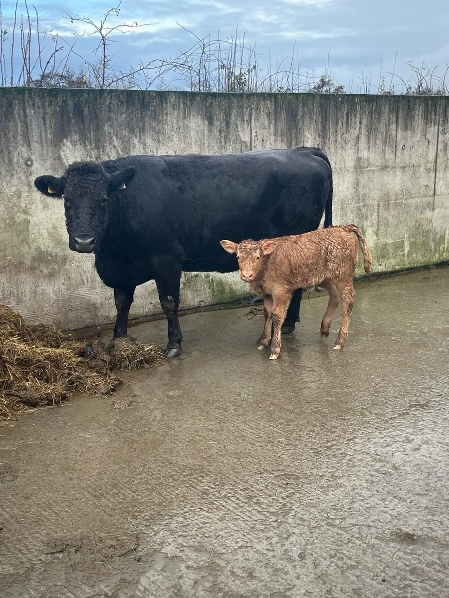 5 star lim cow with calf at foot - Image 2