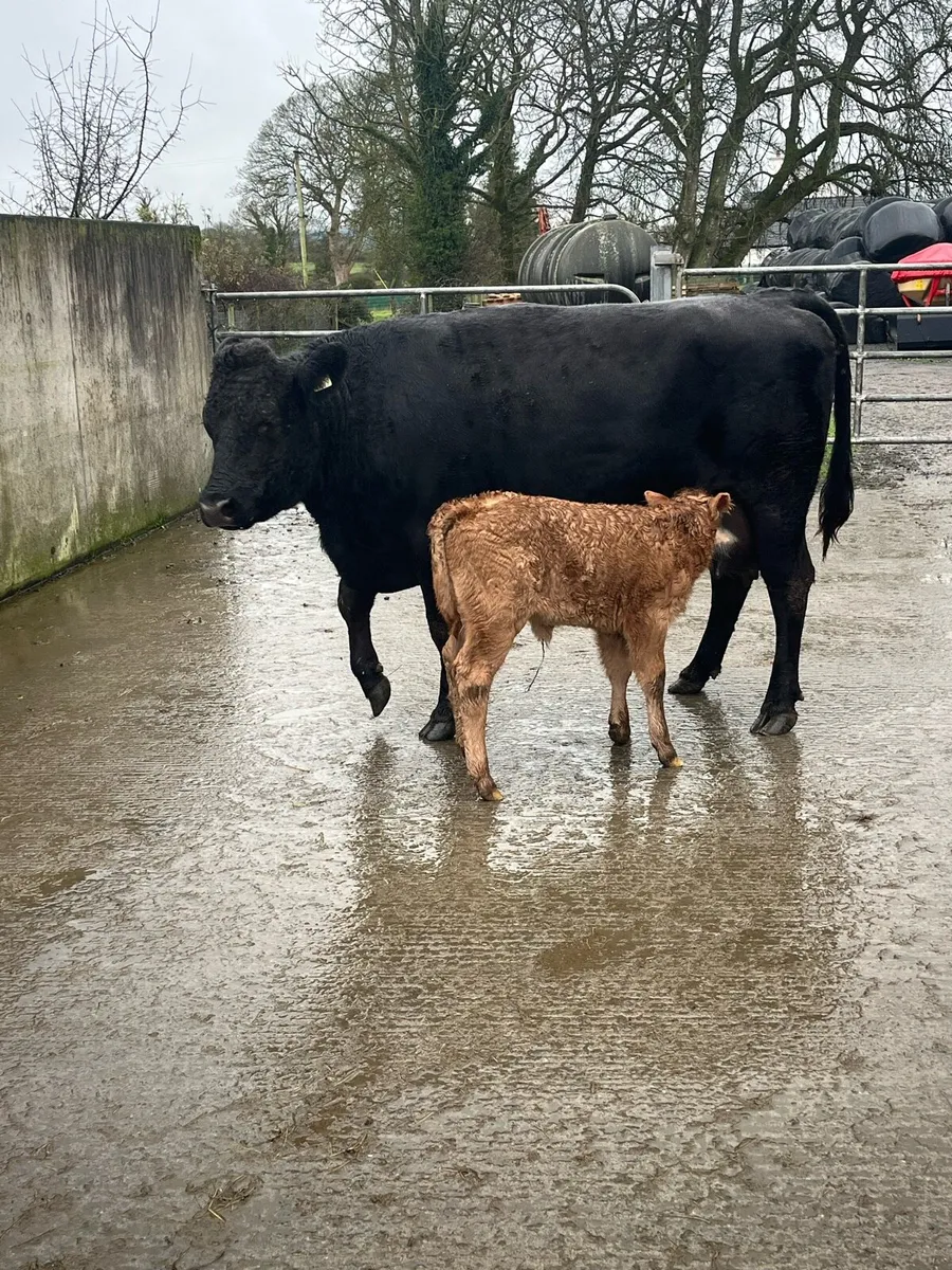5 star lim cow with calf at foot - Image 3