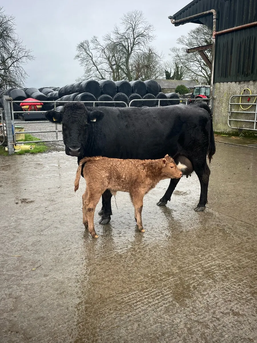 5 star lim cow with calf at foot - Image 1