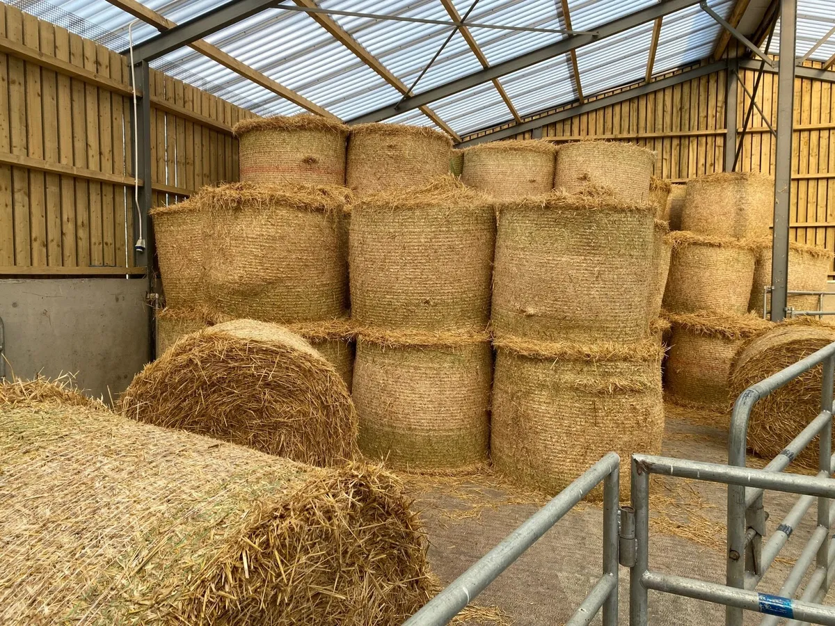 Winter barley Straw 4x4 Round bales - Image 1
