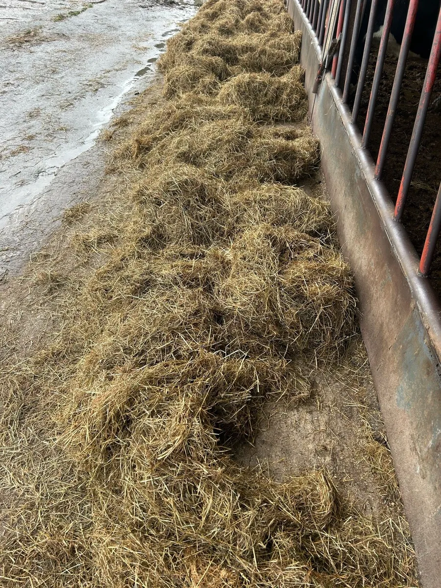 Silage bales for sale - Image 1