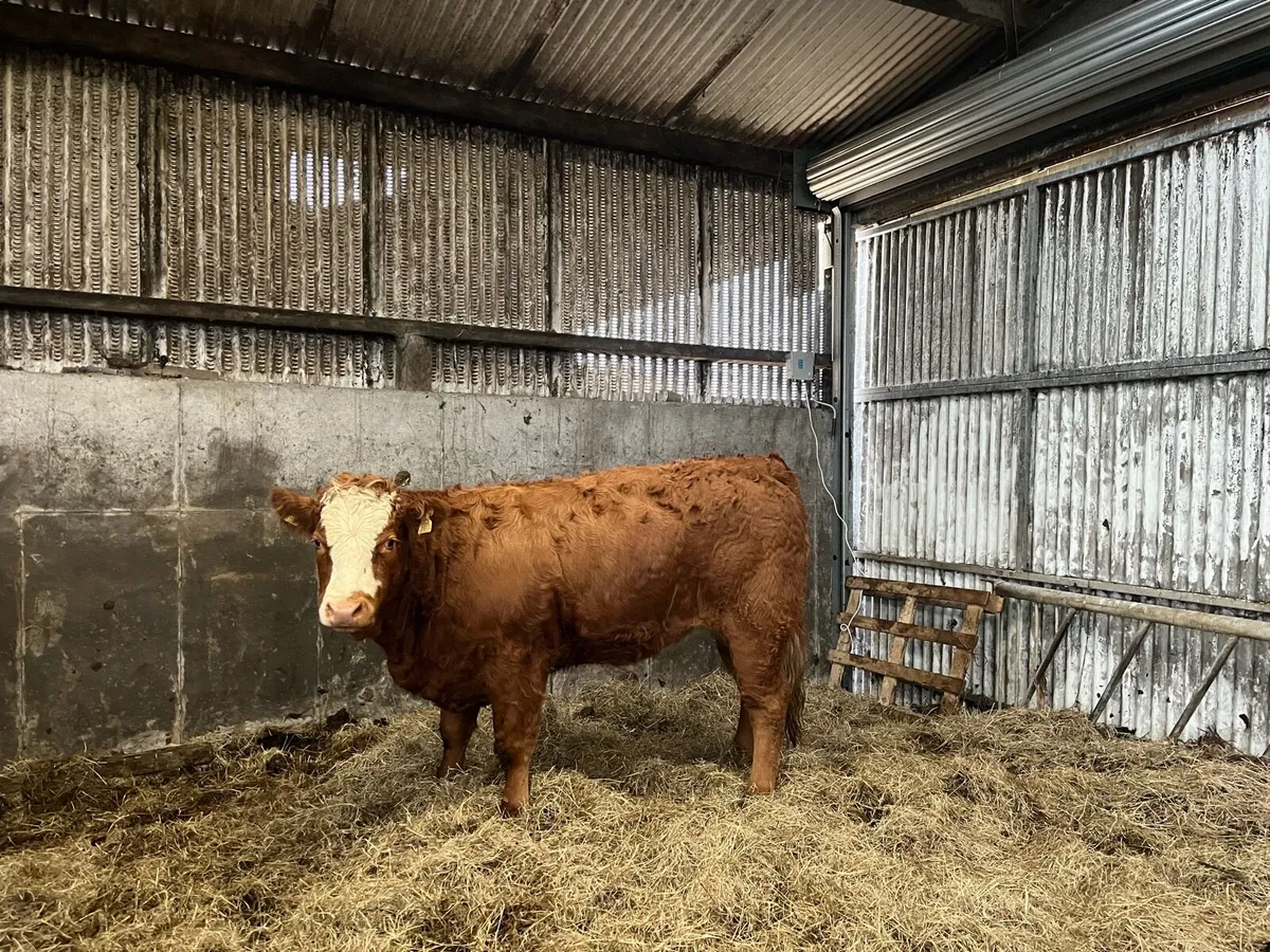 Ballymote lot no: 1573-1576 bulling heifers - Image 1