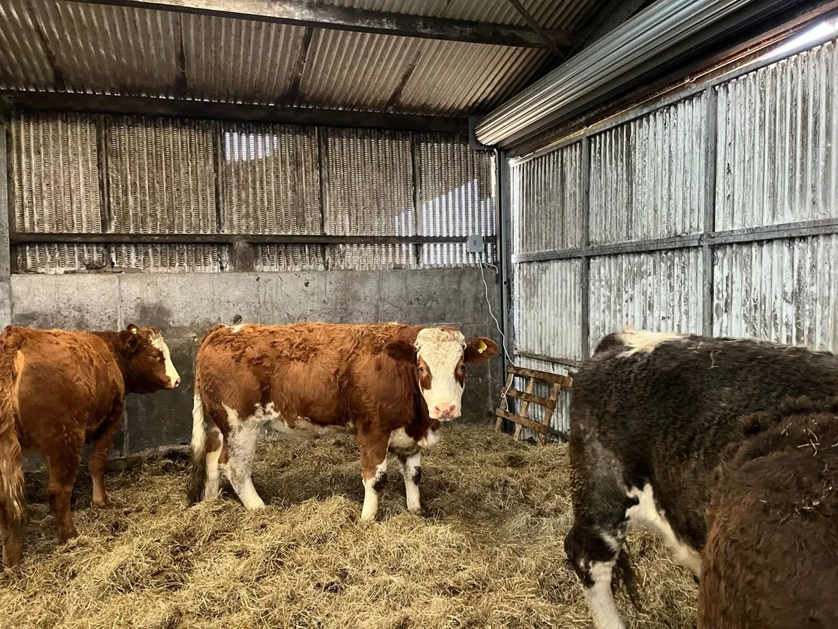 Ballymote lot no: 1573-1576 bulling heifers - Image 2