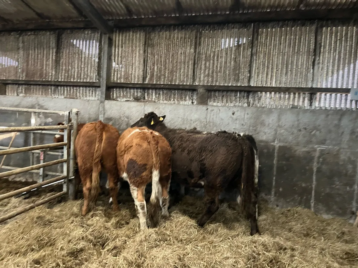 Ballymote lot no: 1573-1576 bulling heifers - Image 3