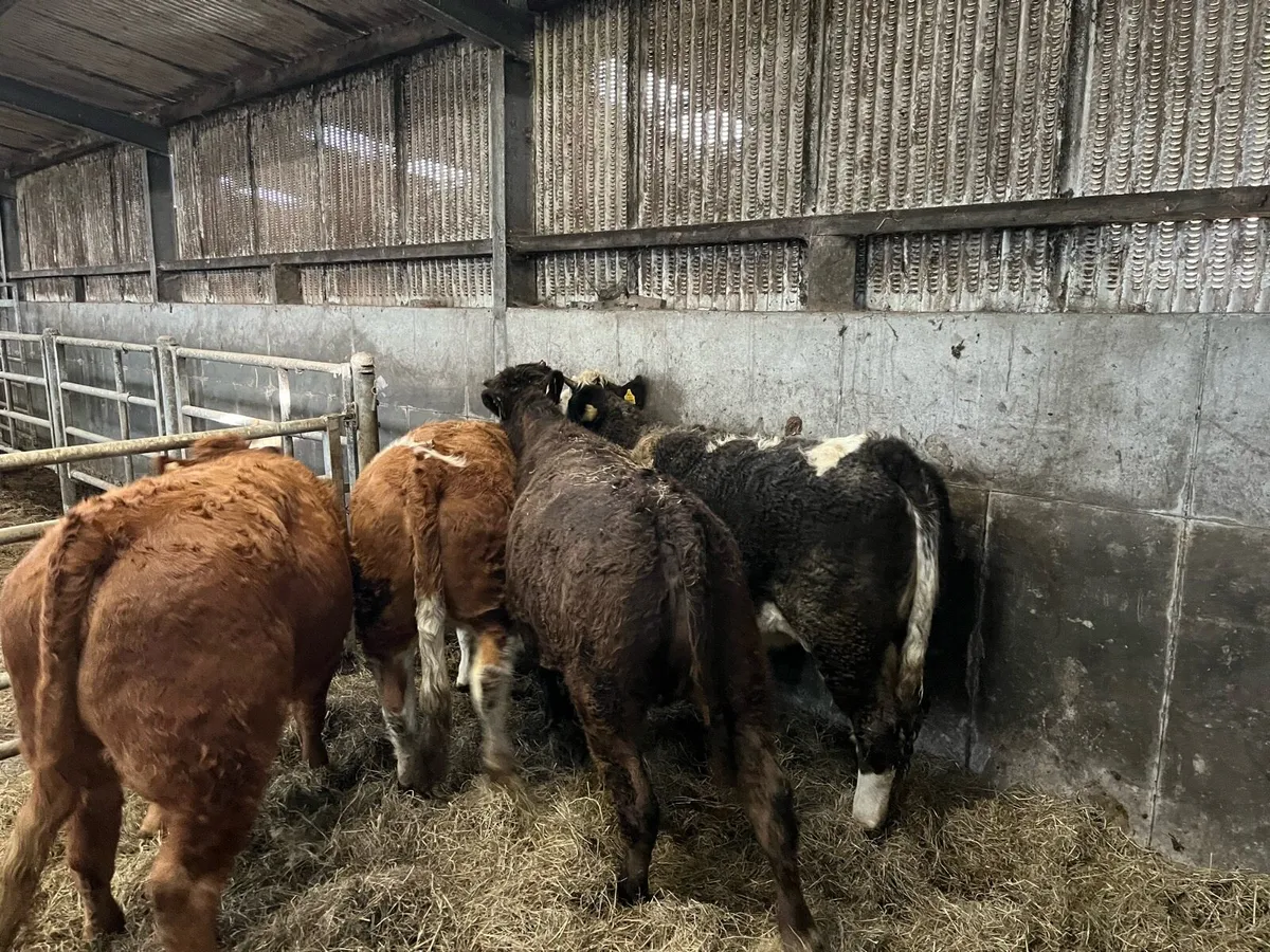 Ballymote lot no: 1573-1576 bulling heifers - Image 4