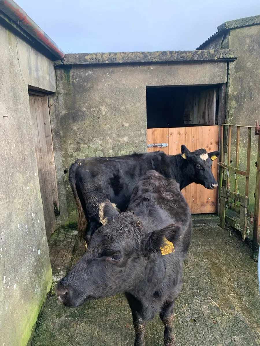 Heifers - Image 1