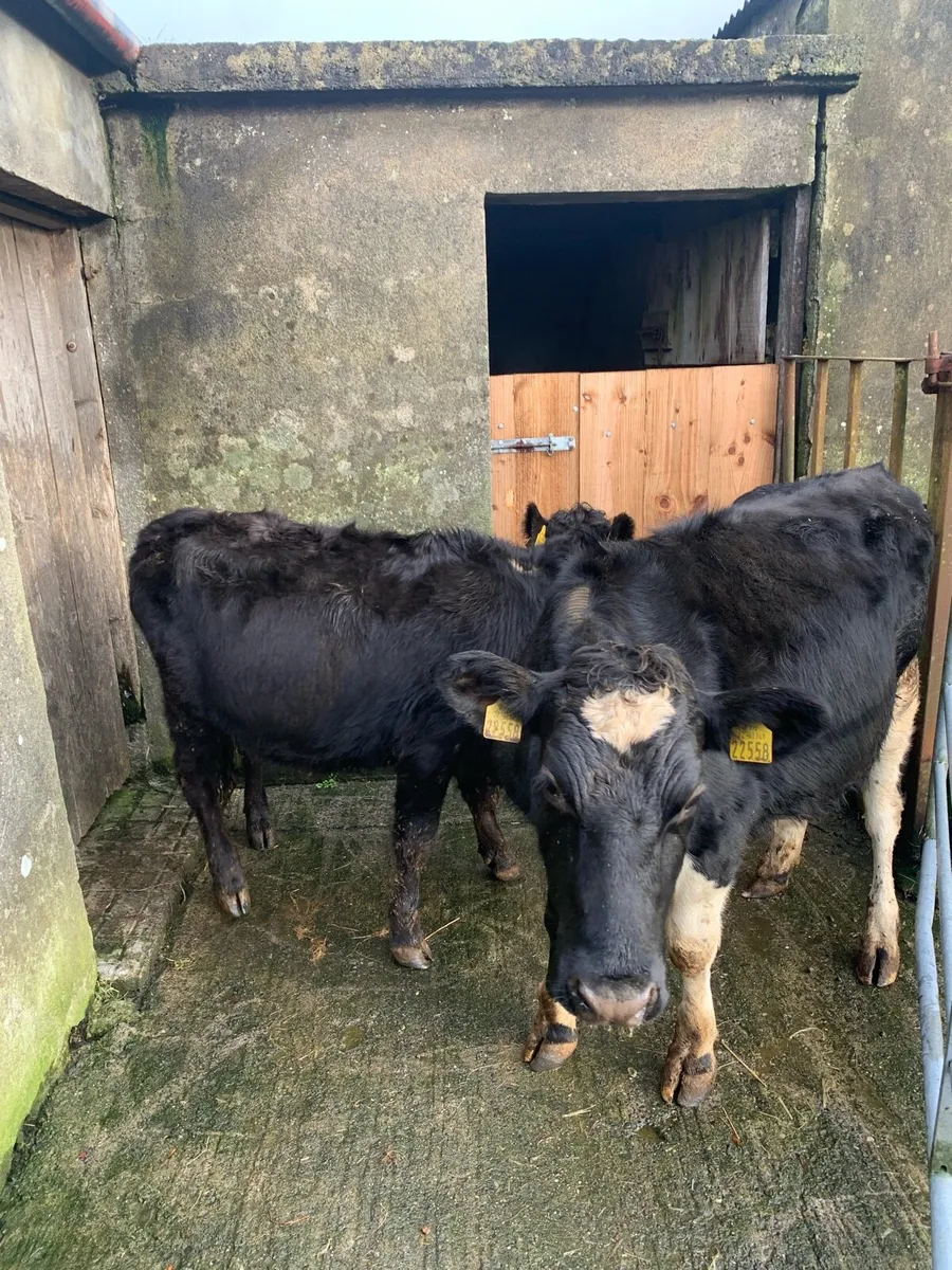 Heifers - Image 2