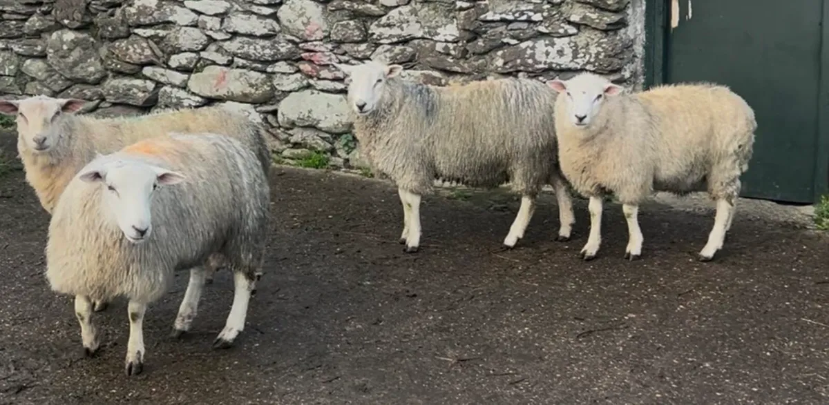 Pedigree Charollais and Belclare Ram Lambs - Image 1