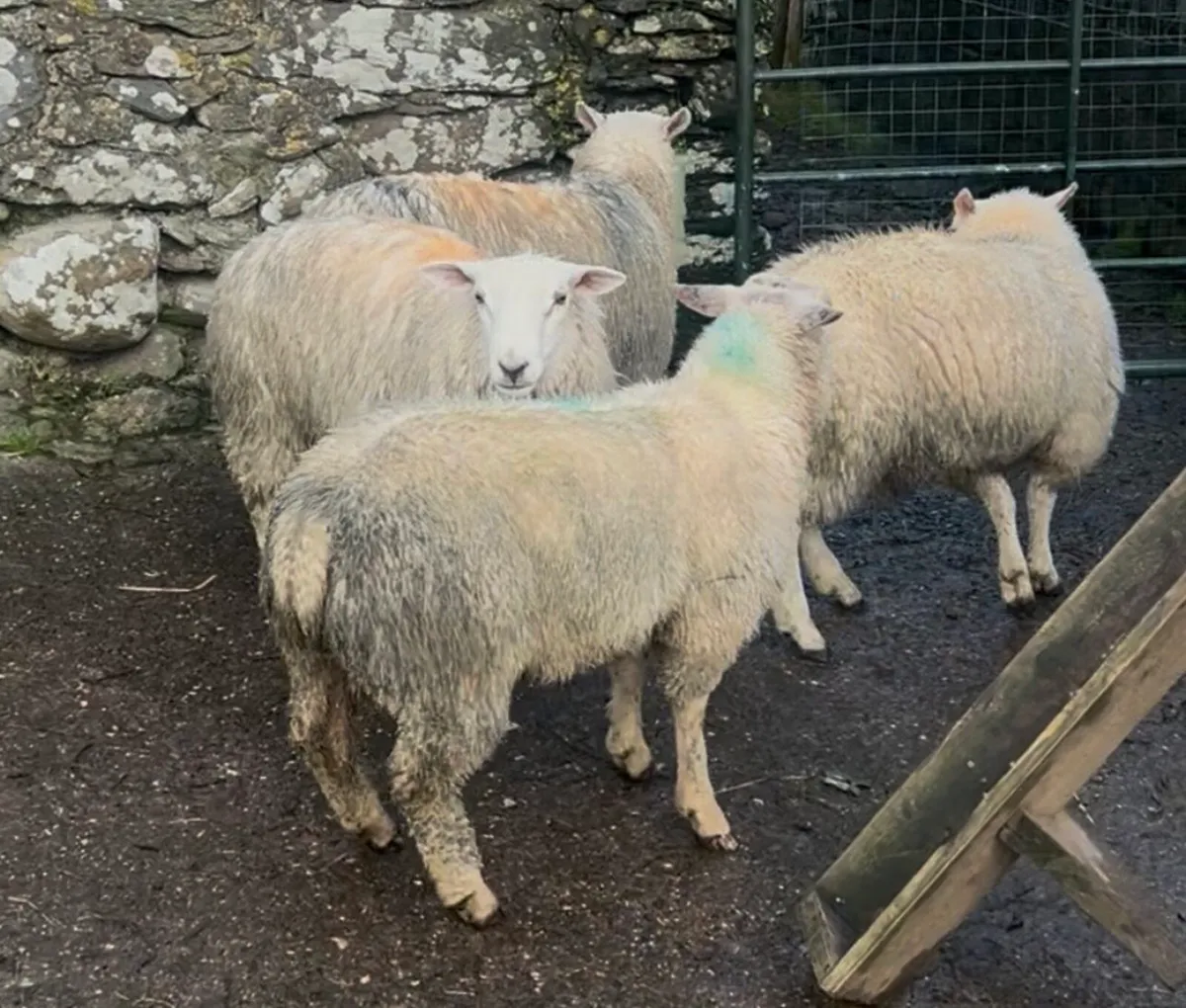 Pedigree Charollais and Belclare Ram Lambs - Image 2