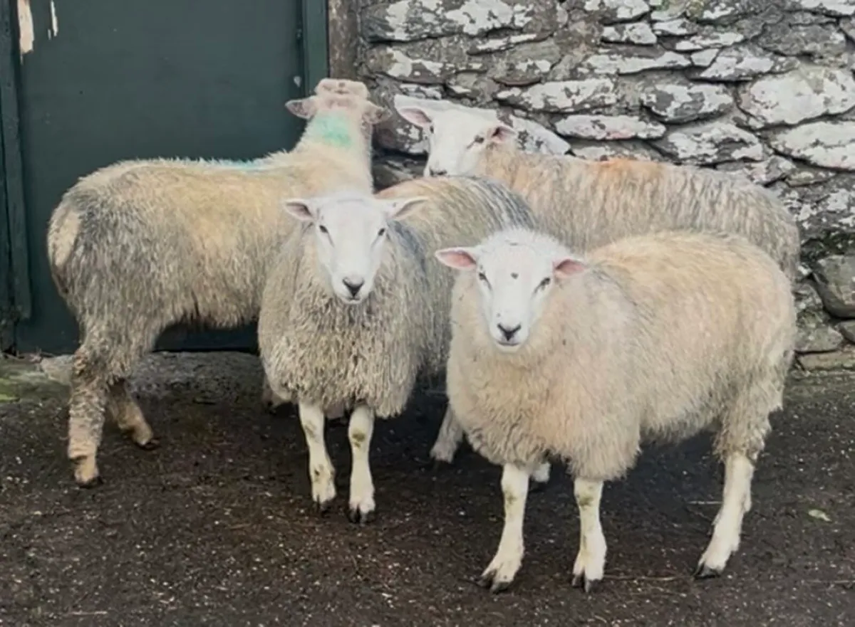 Pedigree Charollais and Belclare Ram Lambs - Image 3