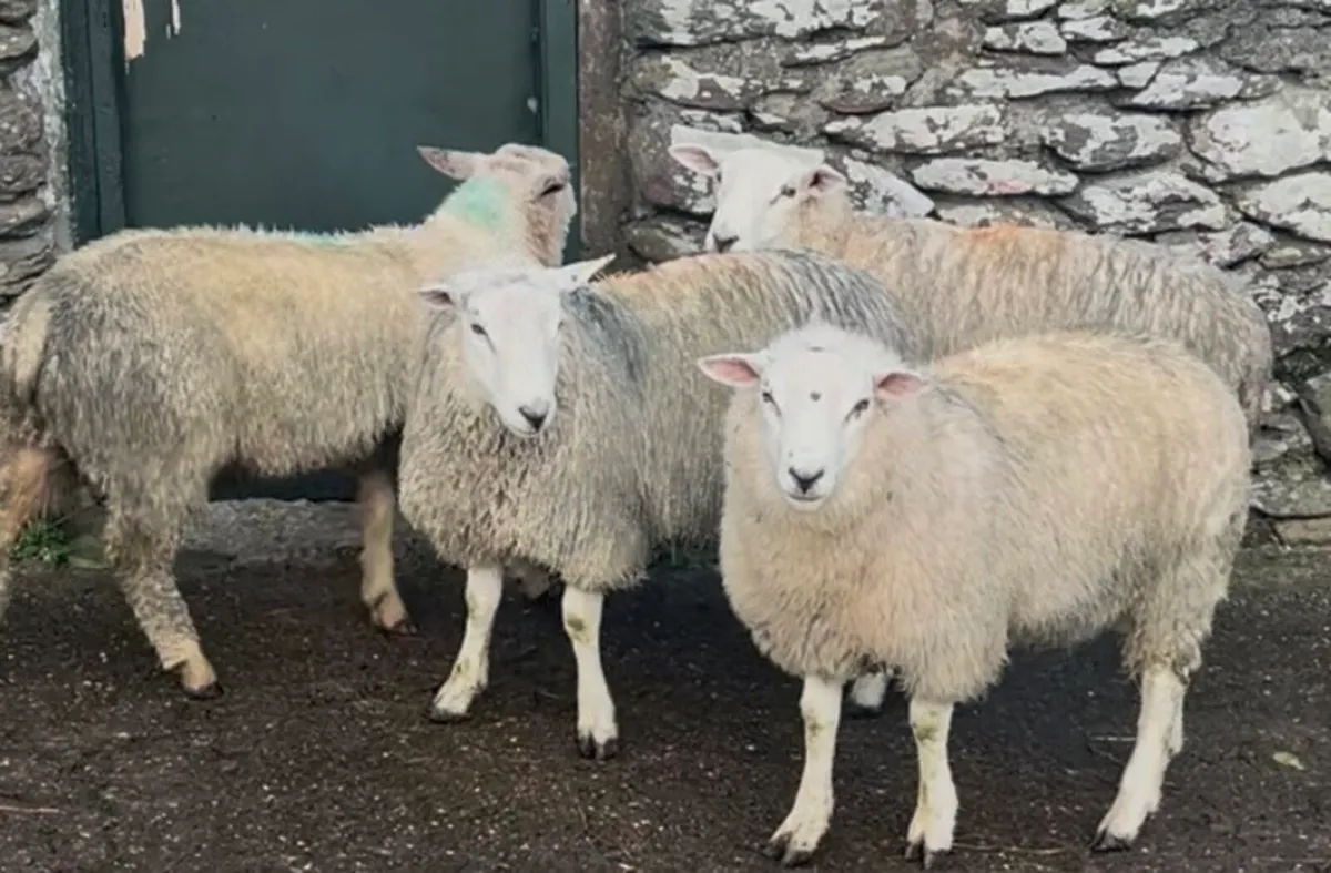 Pedigree Charollais and Belclare Ram Lambs - Image 4