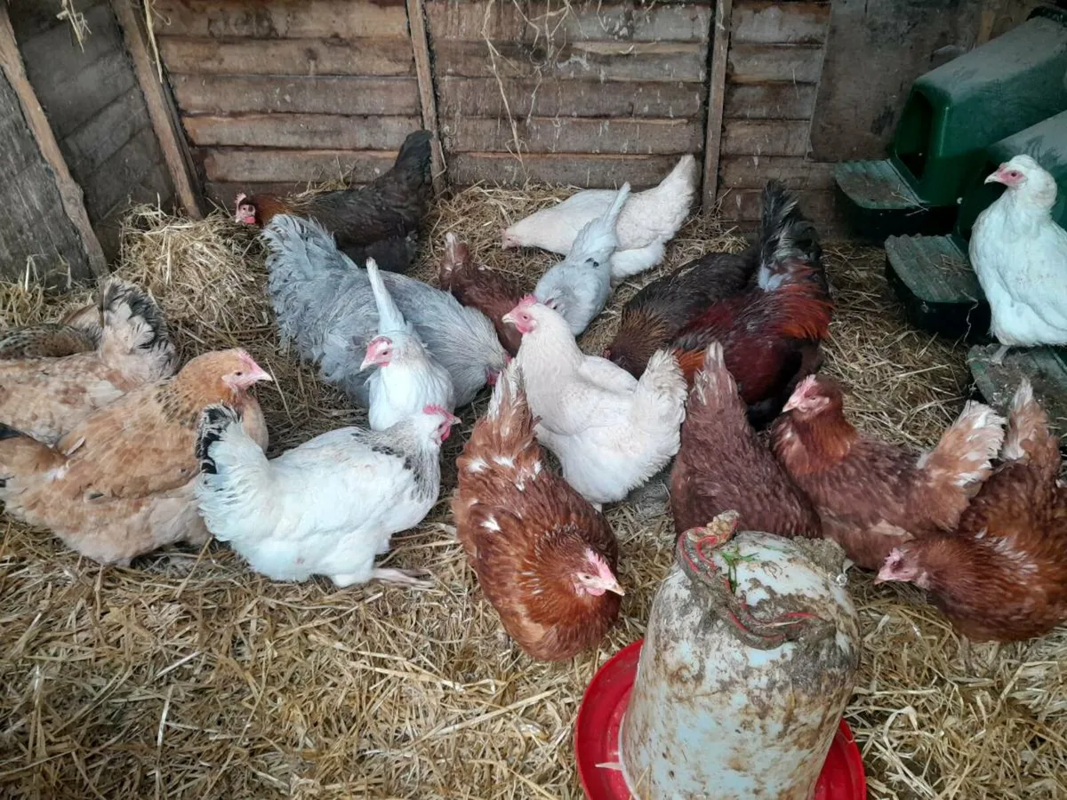 Getting out sale of  purebred show quality pullets - Image 1