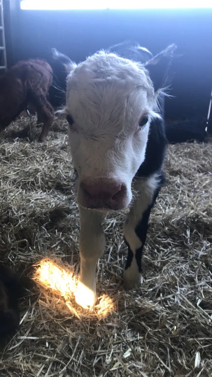 Looking farm work til new year Tipperary