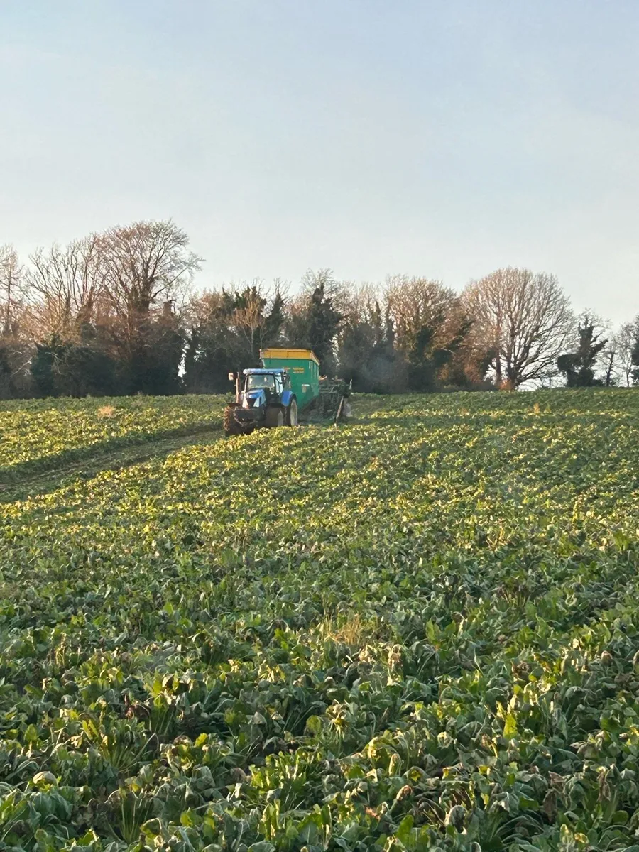 Fodder beet - Image 4