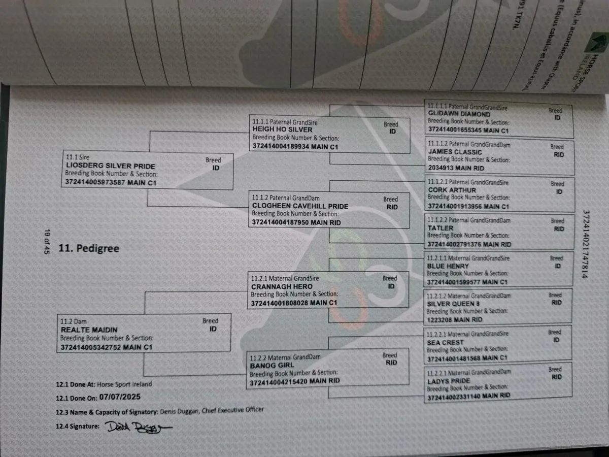 Quality Irish Draught foal - Image 3