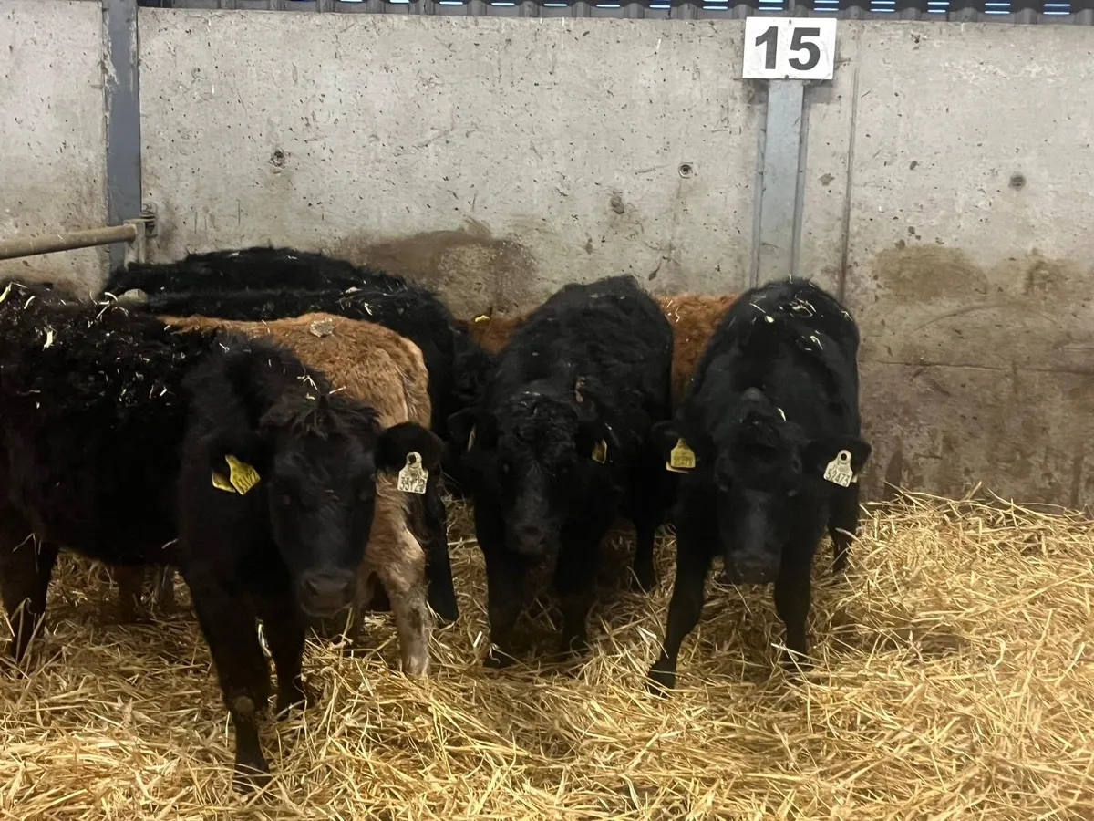7 super limousin heifer weanlings - Image 1
