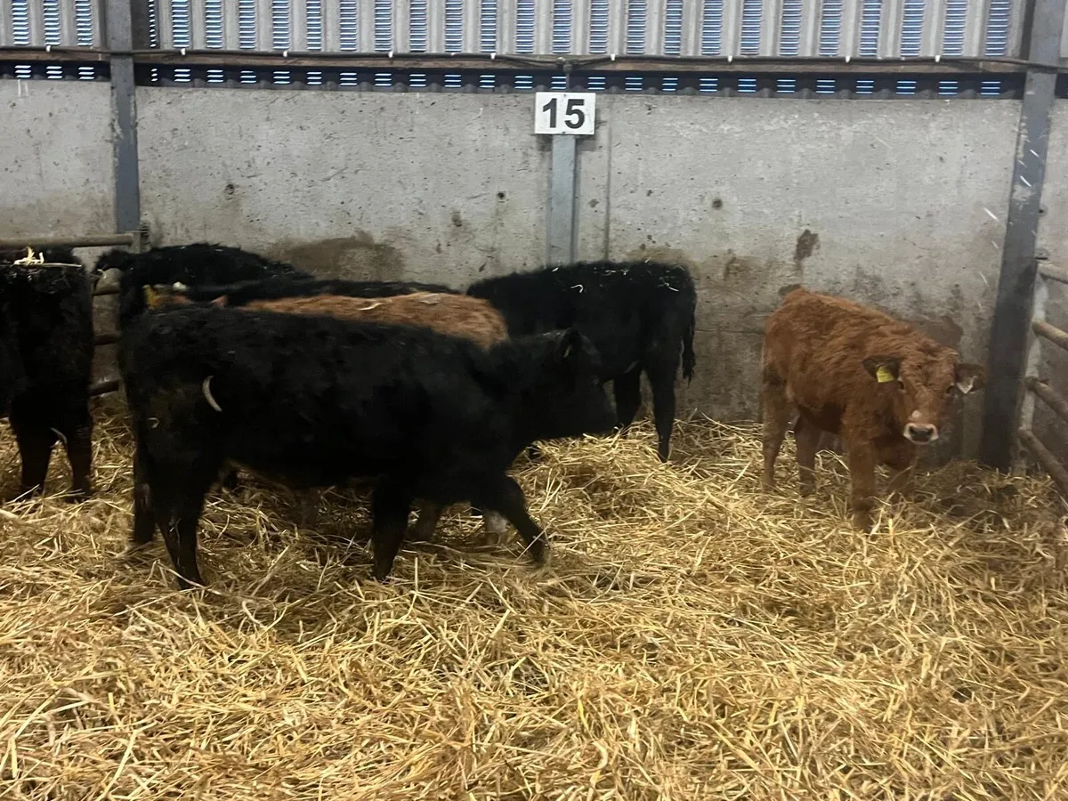 7 super limousin heifer weanlings - Image 2