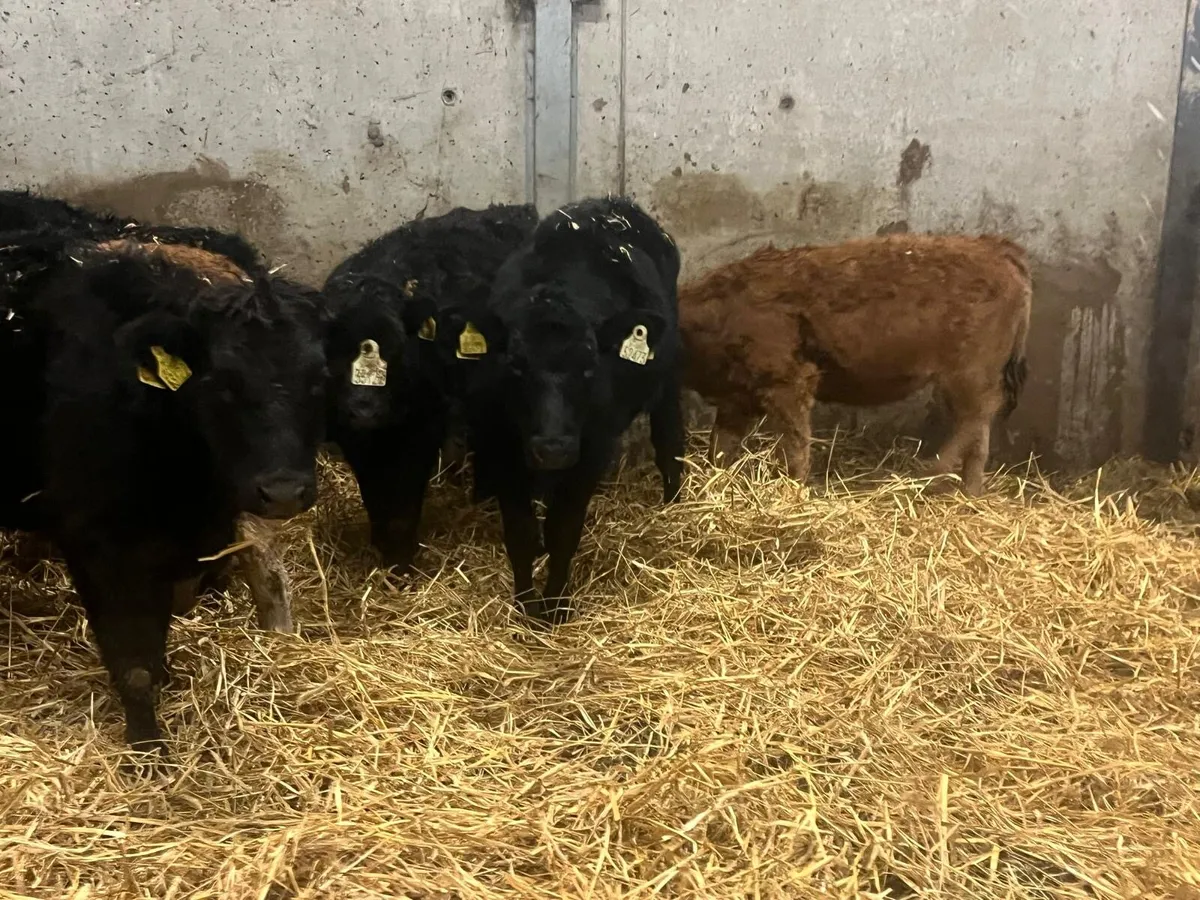 7 super limousin heifer weanlings - Image 3
