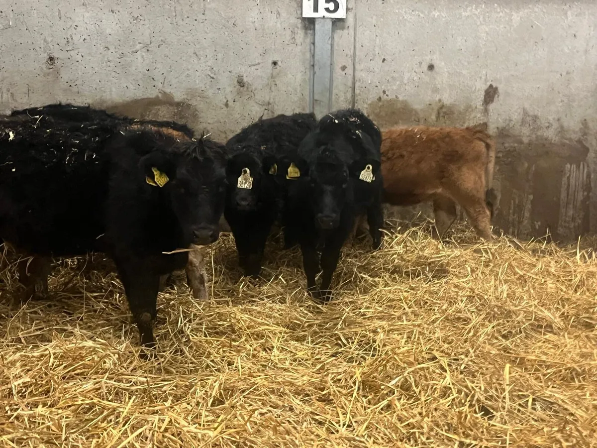 7 super limousin heifer weanlings - Image 4
