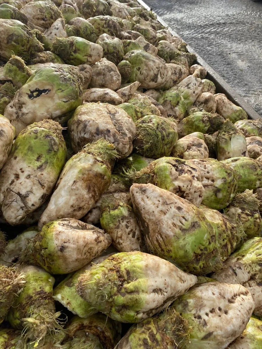 Fodder Beet - Image 2